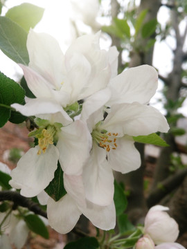 苹果花