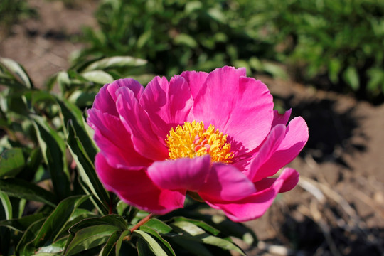 大芍药 芍药花 药材 红芍药