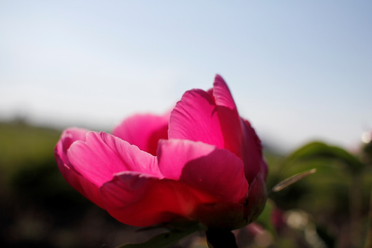 大芍药 芍药花 药材 红芍药