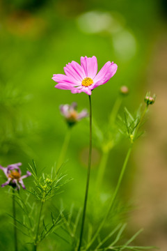 大波斯菊