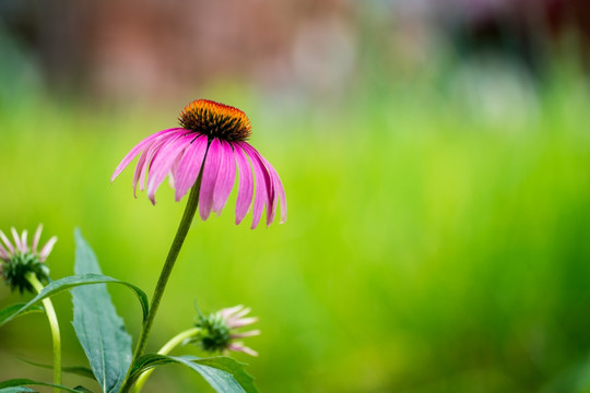 松果菊