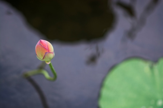 唯美荷花