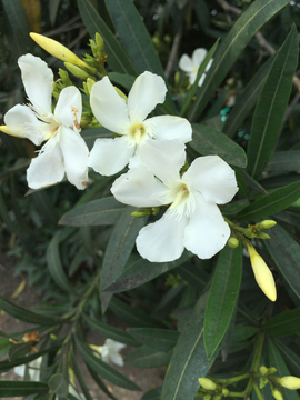 小白花 马路边的随拍 街花 