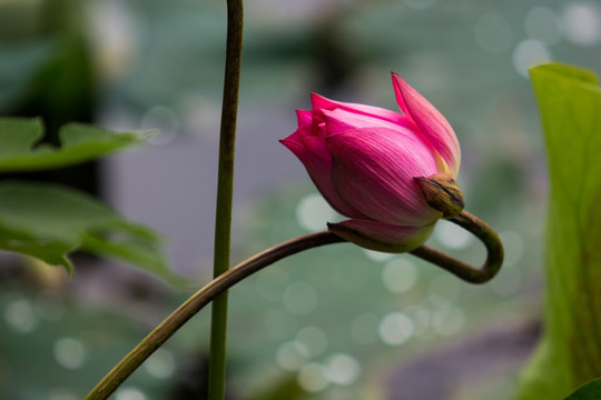 荷花 莲花