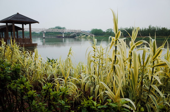 海珠湿地