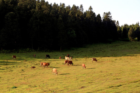 高山草场