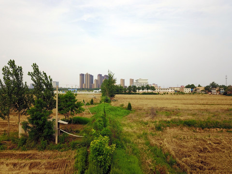 农忙季节收割小麦 乡村麦田