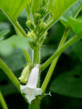 芝麻开花