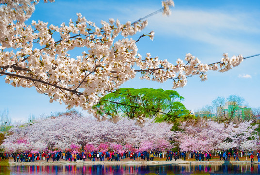 北京樱花时节