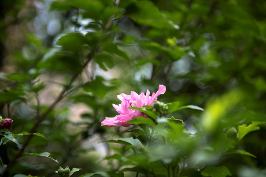 木槿花 里梅花