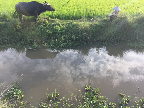 夕阳下放牛