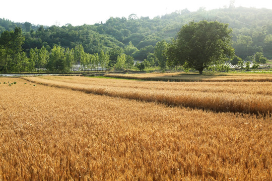 麦田