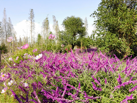 花卉 风景