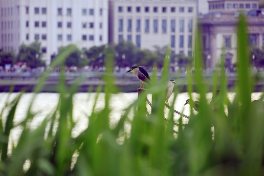 外滩水草小鸟