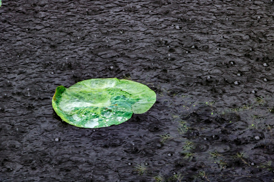 雨中荷塘 夏雨荷