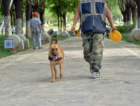 训警犬