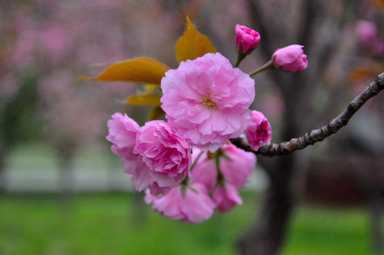 樱花