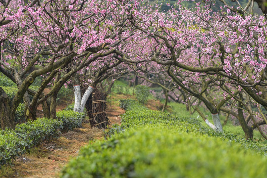 桃花树下生态茶园