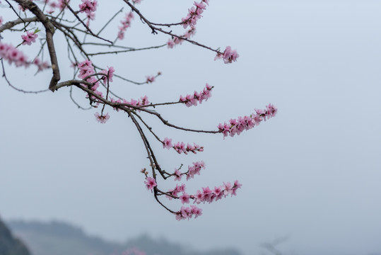 桃花树下生态茶园