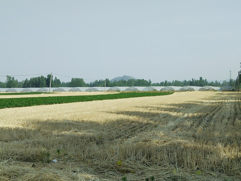 收割麦田