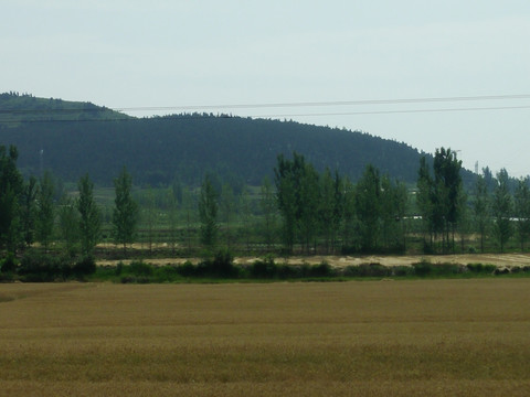 收割麦田