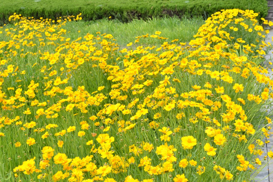 小黄花