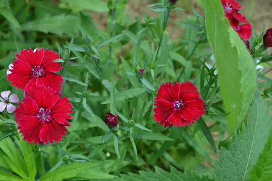 石柱子花 石竹花