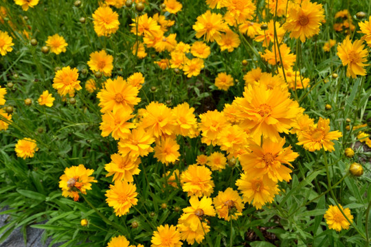 瑪格麗特花園