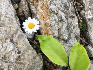 小白菊 