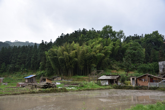 田野