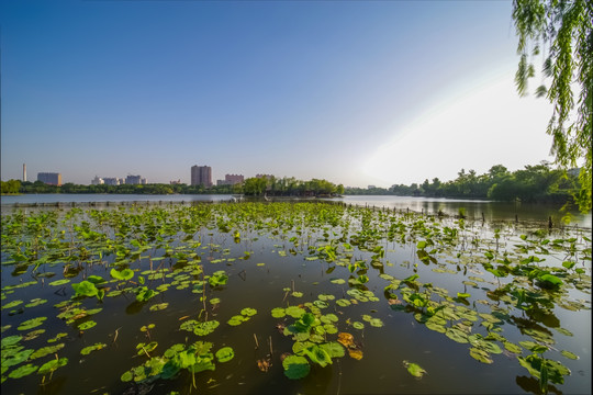 大明湖风光