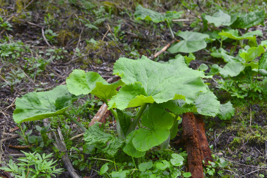 高原林地野生植物 莲叶橐吾