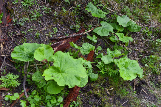 高原林地野生植物 莲叶橐吾