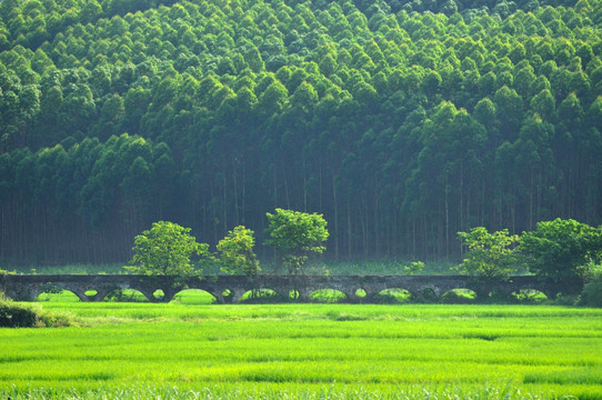 田园风光