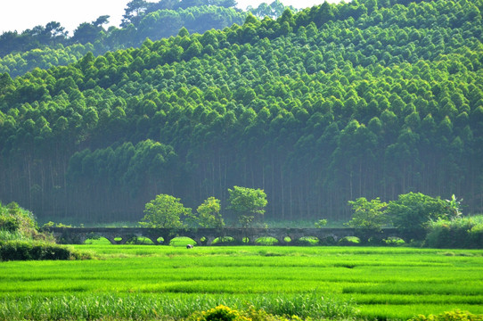 田园风光