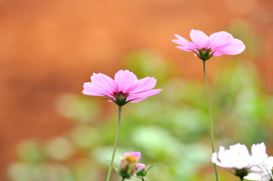 格桑花 素材