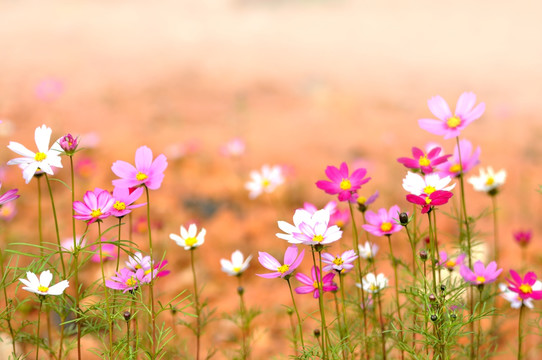 格桑花 素材