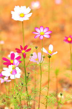 格桑花 素材