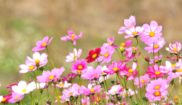 格桑花 素材