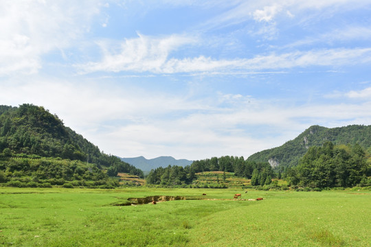 黄牛草原