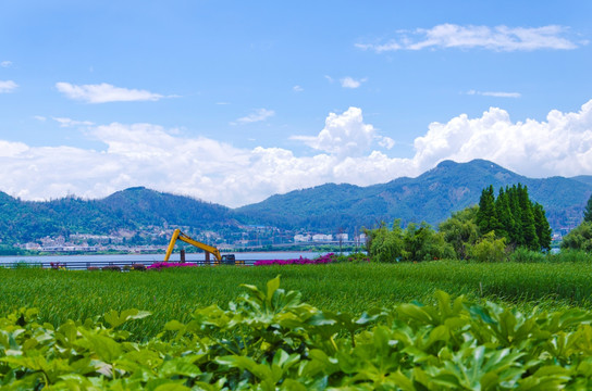 滇池草海