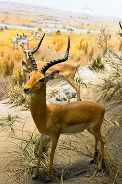 非洲大草原场景模拟 羚羊
