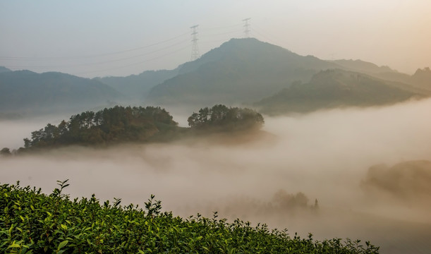 茶园雾景