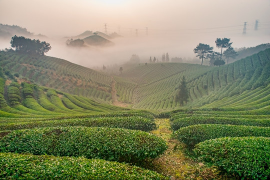 茶园风光