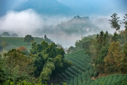 茶园风光