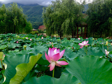 荷花池