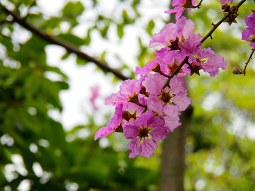 大叶 紫薇 花卉