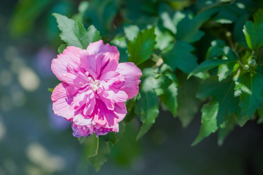 木槿花