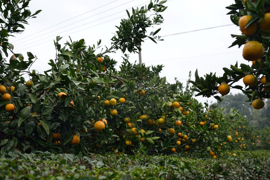 柑橘 柑桔 柑桔园
