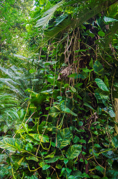 热带雨林藤缠树